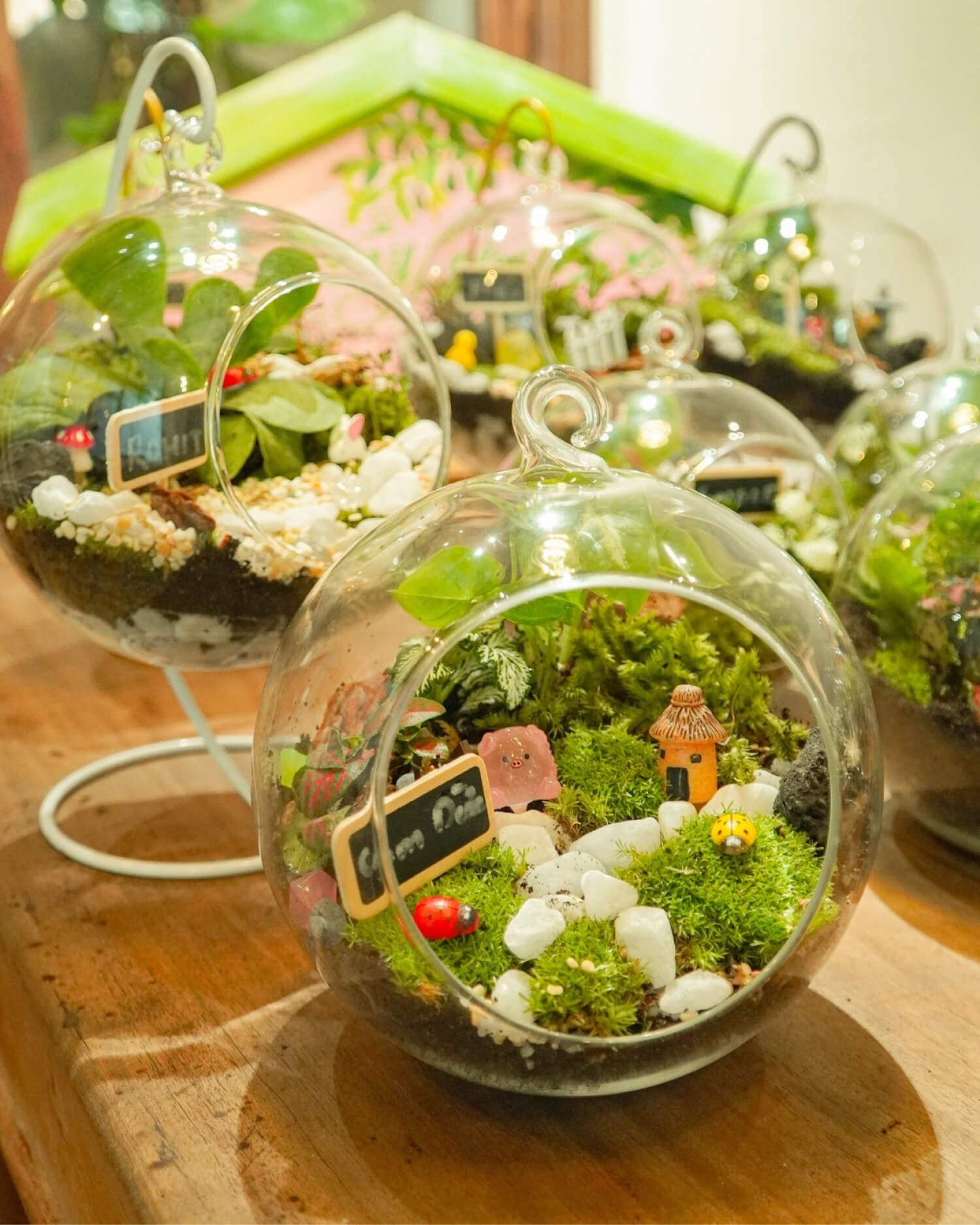 Terrarium vườn cây nhà bơ