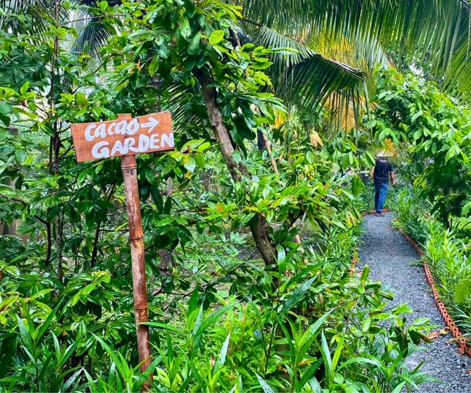 vườn cacao và nhà máy socola Alluvia Chocolate Vietnam