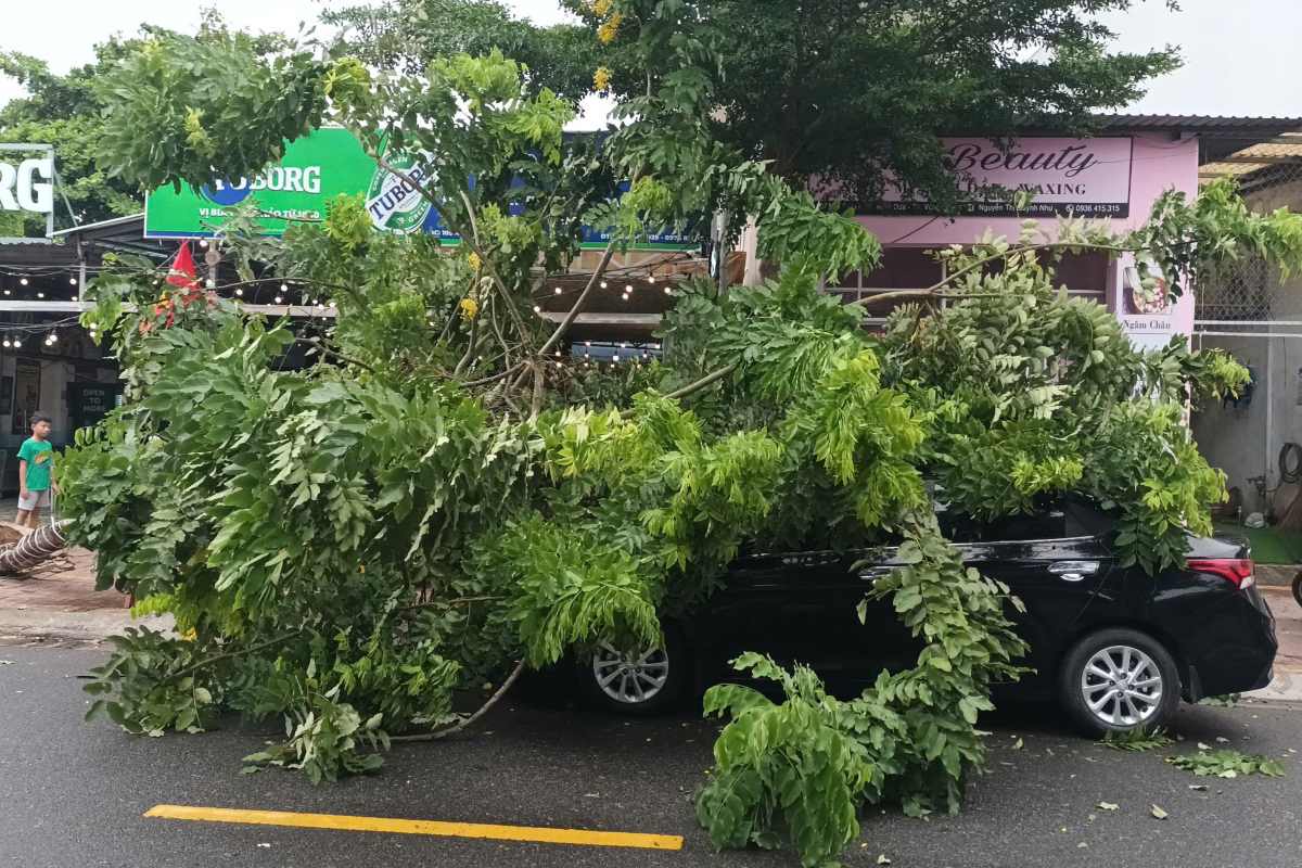 Cây đổ đè lên xe ôtô ở Vũng Tàu. Ảnh: Minh Tâm