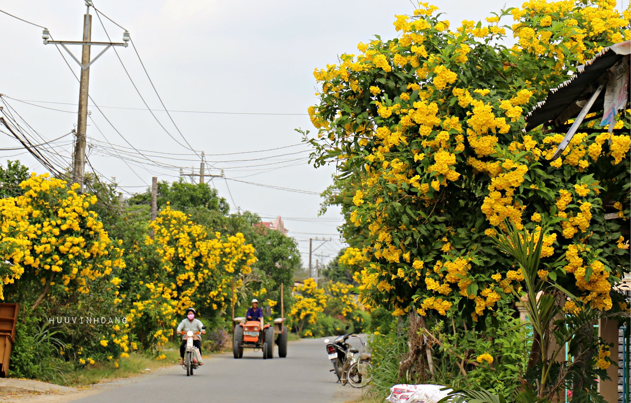 Cây cảnh may mắn, tỏa sáng rực rỡ, đốt cháy mọi ánh nhìn, mang tài lộc, tươi đẹp vào nhà - Ảnh 1.