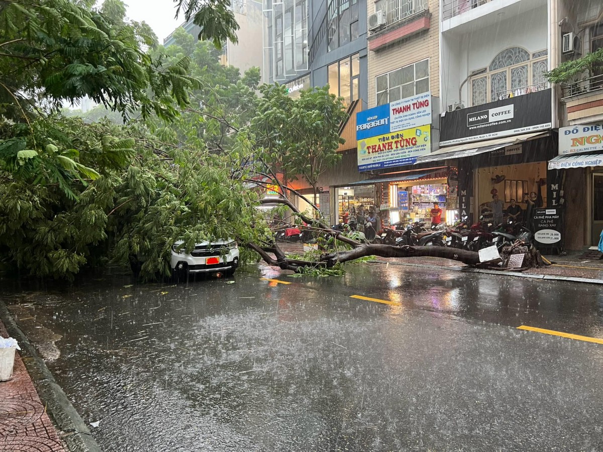 Thành phố Hồ Chí Minh có mưa to kèm dông lốc, cây gãy đổ đầy đường