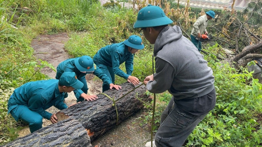 Lực lượng dân quân tự vệ phường 5, TP Đà Lạt dọn dẹp cây thông bị đổ trong ngày 7-9